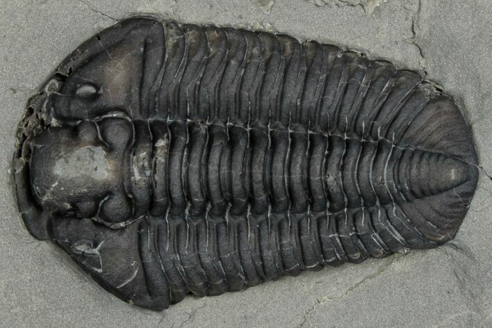 Calymene Niagarensis Trilobite Fossil - New York #357079